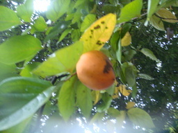 �{���Č����L