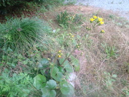 �{���Č����L