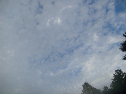 �{���Č����L