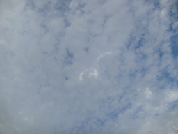 �{���Č����L