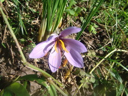 �{���Č����L