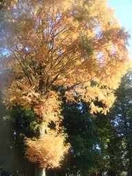 �{���Č����L