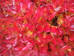 �{���Č����L