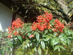 �{���Č����L