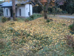 �{���Č����L