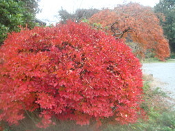 �{���Č����L