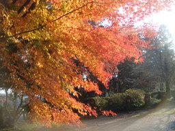 �{���Č����L