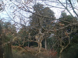 �{���Č����L