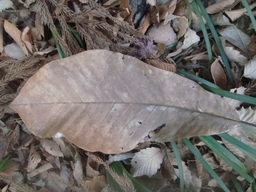 �{���Č����L