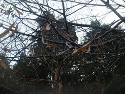 �{���Č����L