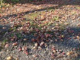 �{���Č����L