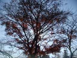 �{���Č����L