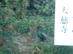 �{���Č����L