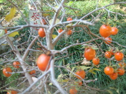 �{���Č����L