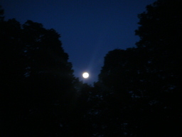 �{���Č����L