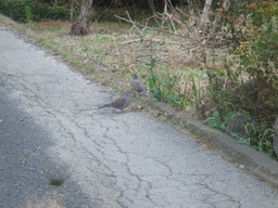 �{���Č����L