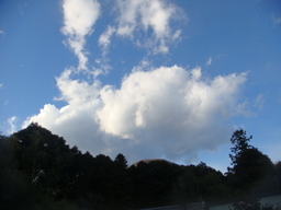 �{���Č����L