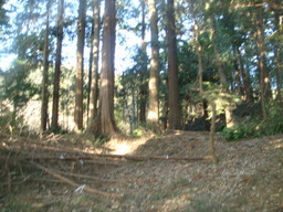 �{���Č����L