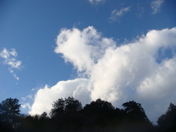 �{���Č����L