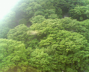 �{���Č����L