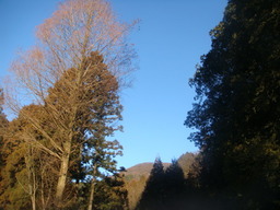 �{���Č����L