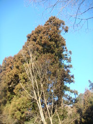 �{���Č����L