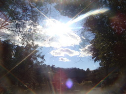 �{���Č����L