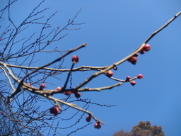 �{���Č����L