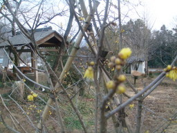 �{���Č����L