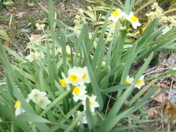 �{���Č����L