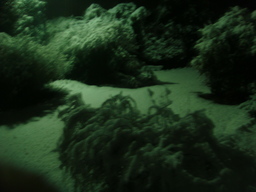 �{���Č����L