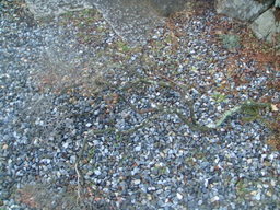 �{���Č����L