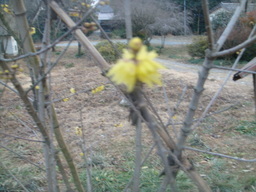 �{���Č����L