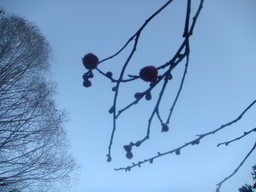 �{���Č����L