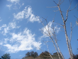 �{���Č����L