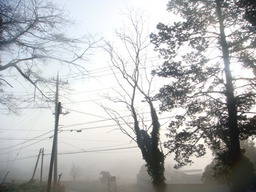 �{���Č����L