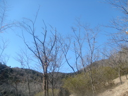 �{���Č����L