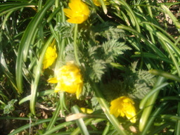 �{���Č����L