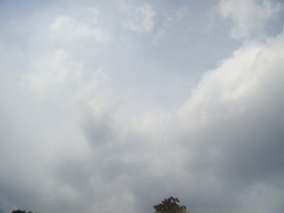 �{���Č����L