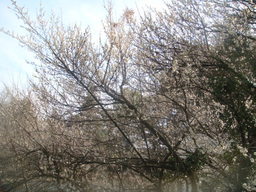 �{���Č����L