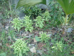 �{���Č����L