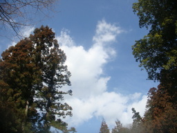 �{���Č����L