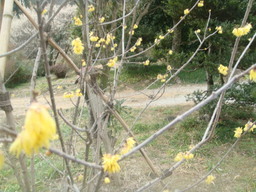 �{���Č����L