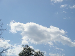 �{���Č����L