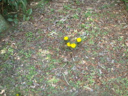 �{���Č����L