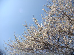 �{���Č����L