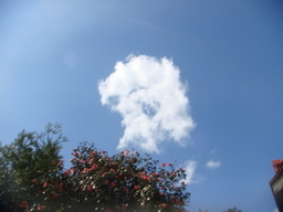 �{���Č����L