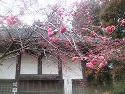 �{���Č����L