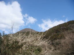 �{���Č����L