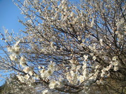 �{���Č����L